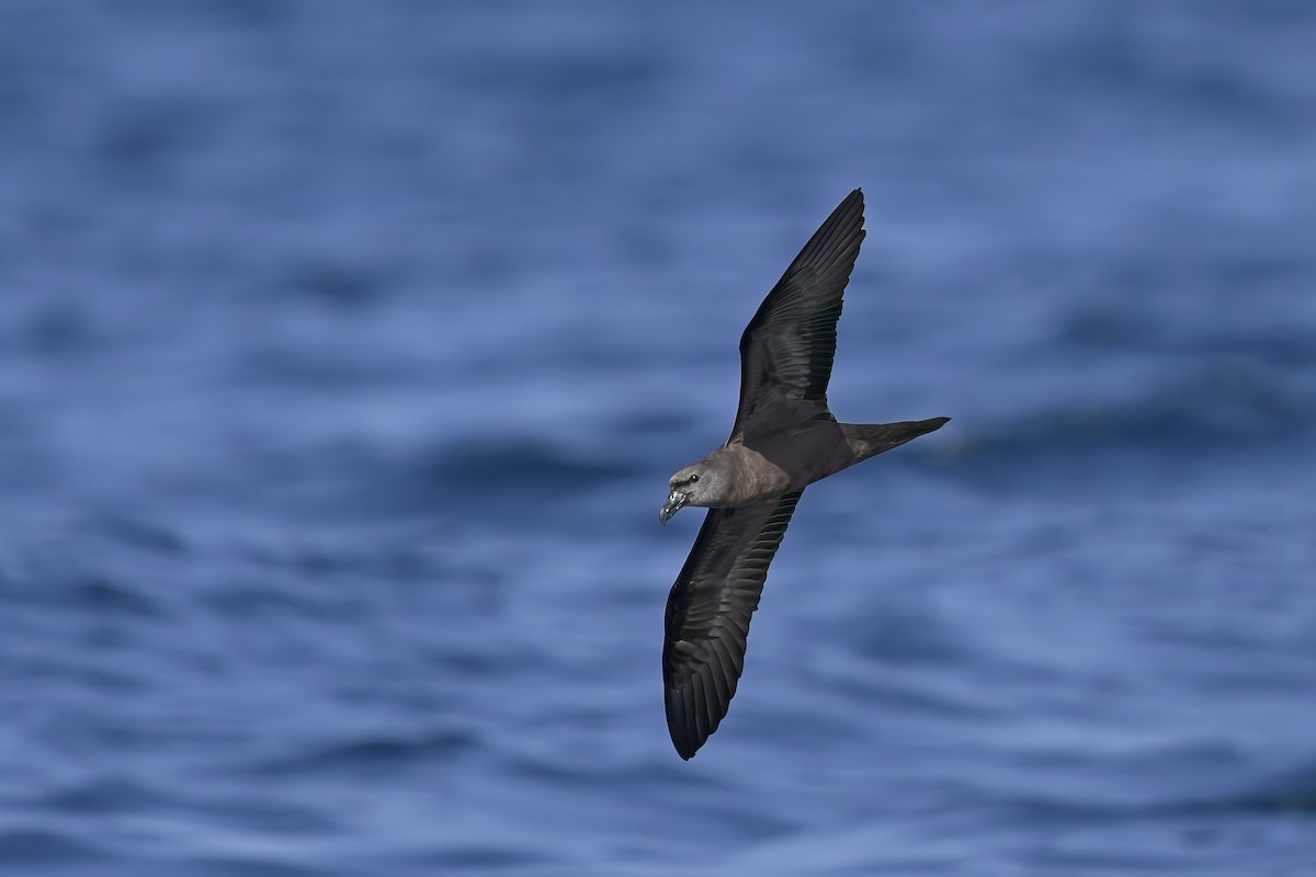 Jouanin's Petrel - ML634653878