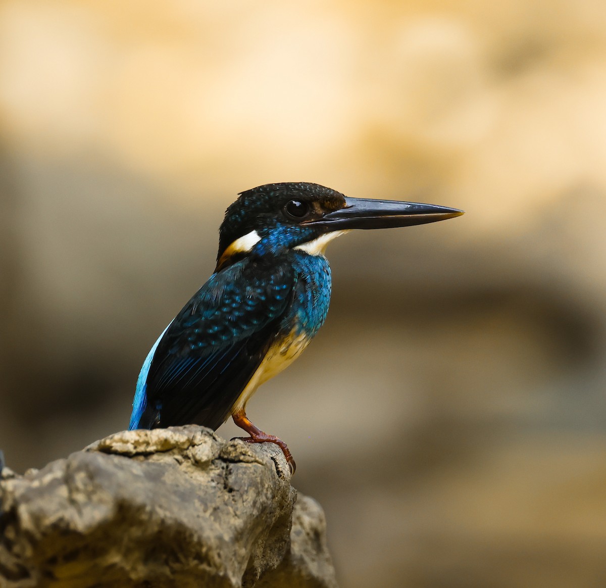 Malaysian Blue-banded Kingfisher - ML634654070