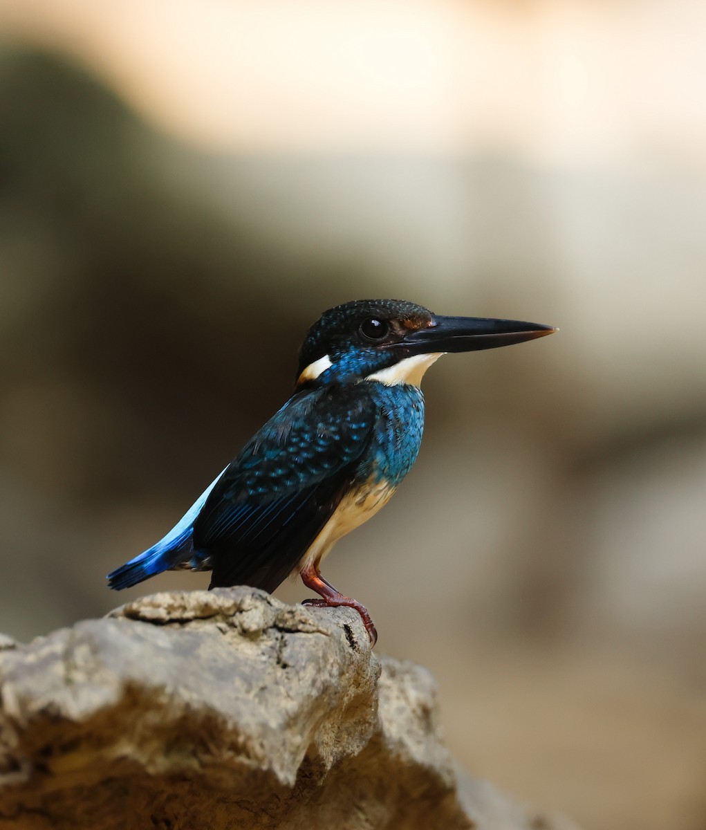 Malaysian Blue-banded Kingfisher - ML634654071