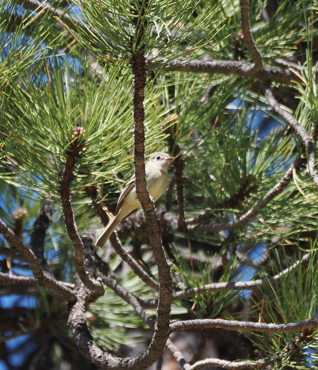Dusky Flycatcher - ML634654124