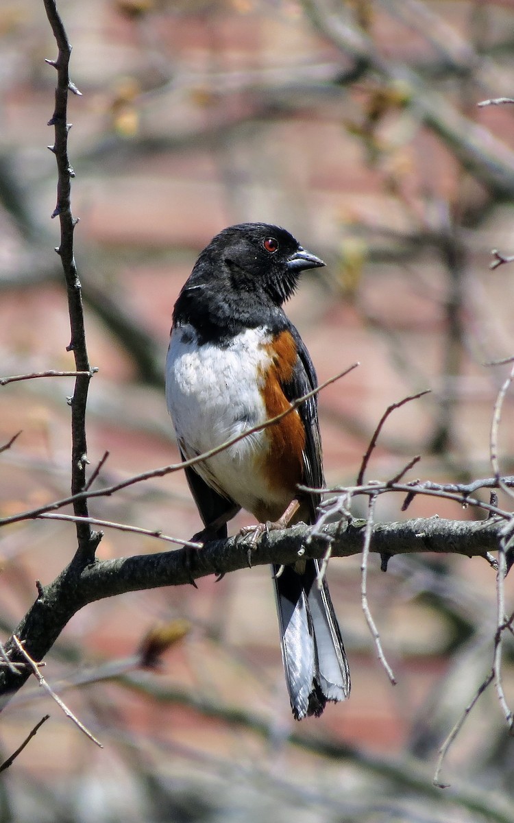 Eastern Towhee - ML634654365