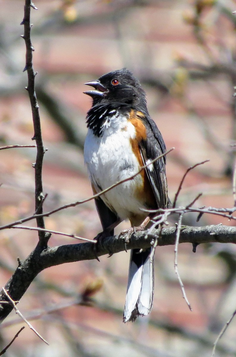 Eastern Towhee - ML634654368