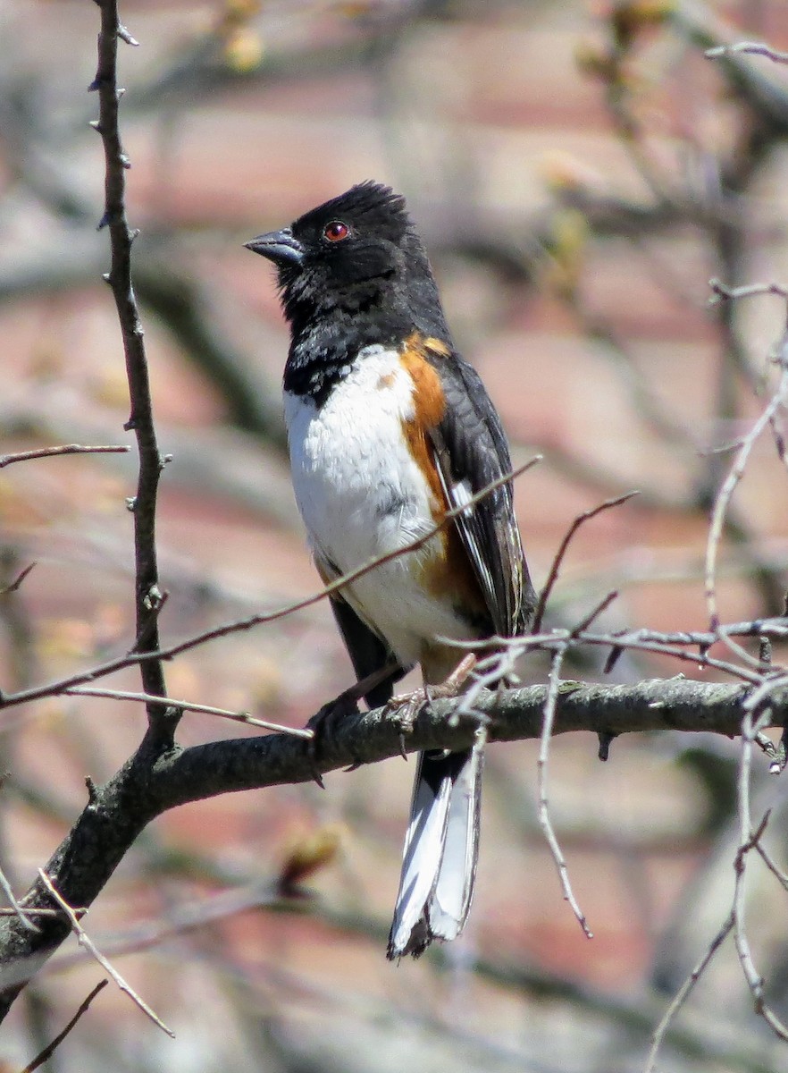 Eastern Towhee - ML634654369