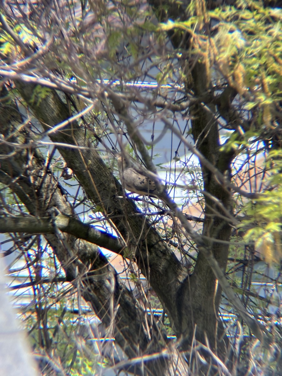 Mourning Dove - ML634654393
