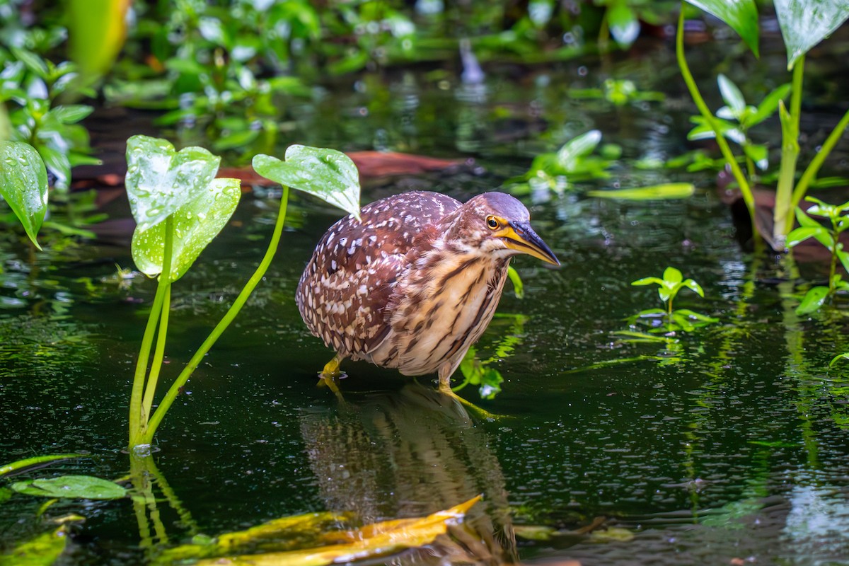 Schrenck's Bittern - ML634654443