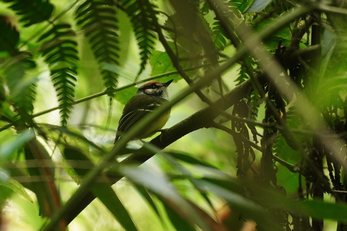 Rufous-crowned Tody-Flycatcher - ML634654471