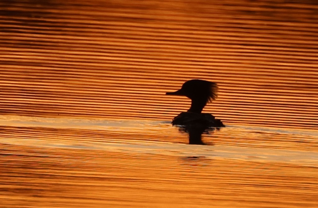 Hooded Merganser - ML634654487