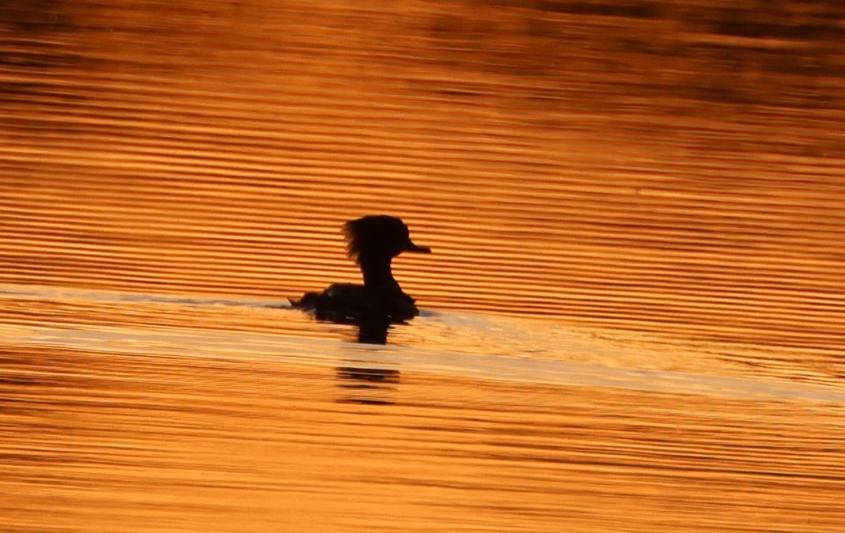 Hooded Merganser - ML634654488