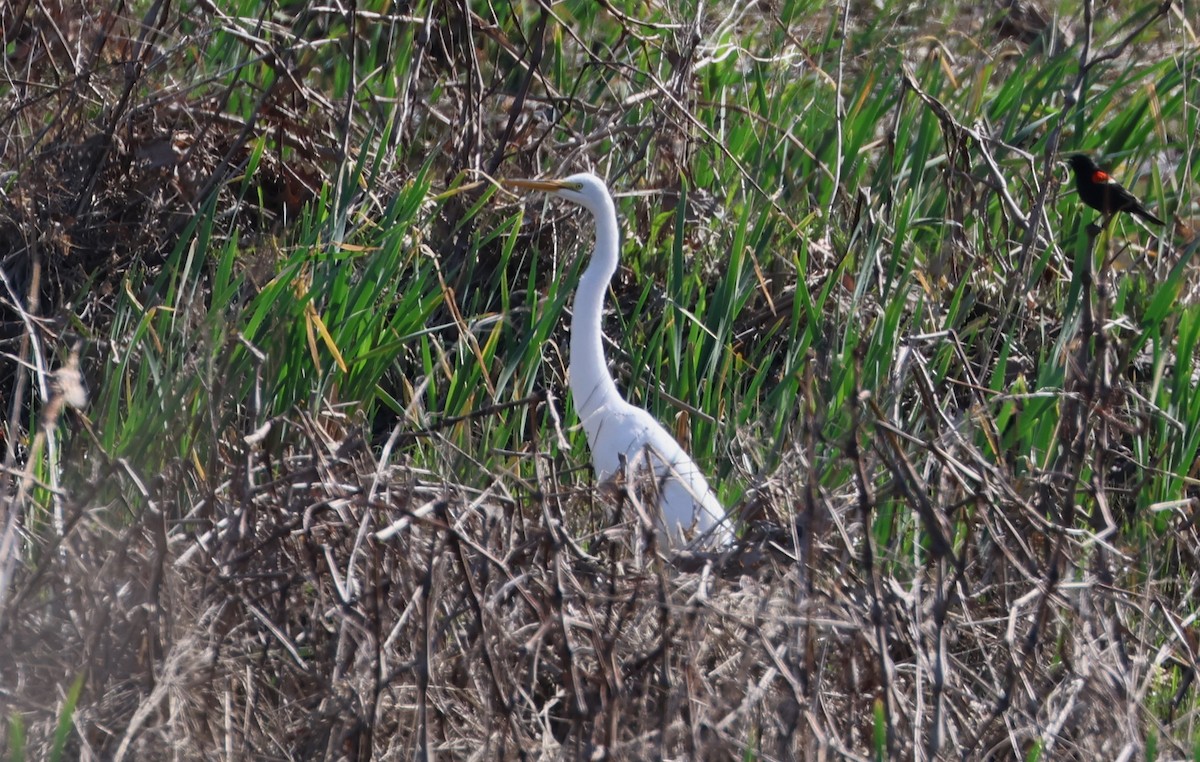Great Egret - ML634654510