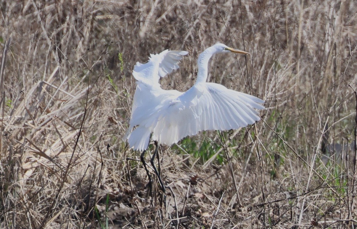 Great Egret - ML634654511