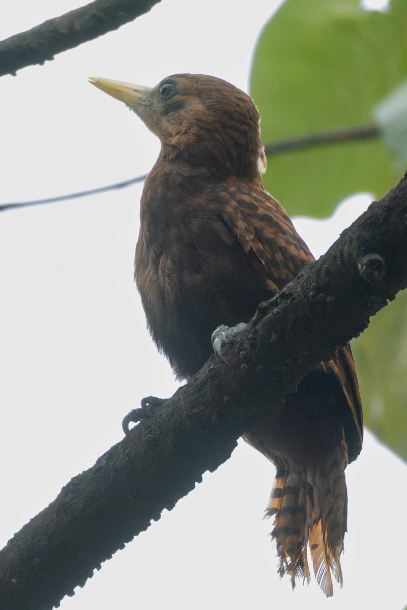 Bay Woodpecker - ML634654526