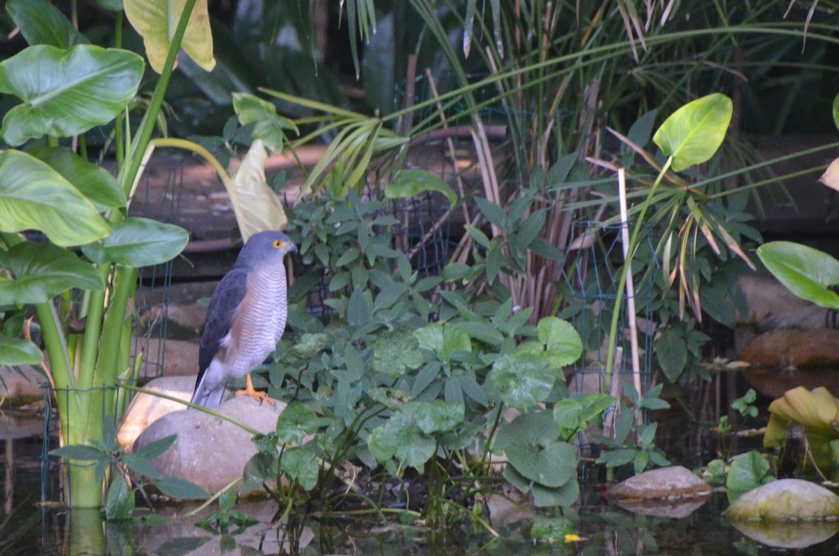 African Goshawk - ML634654533