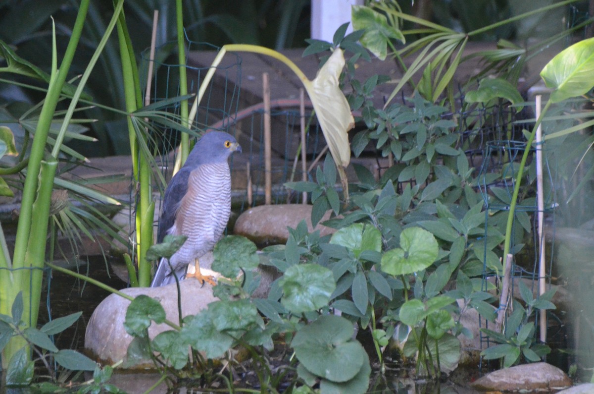 African Goshawk - ML634654545