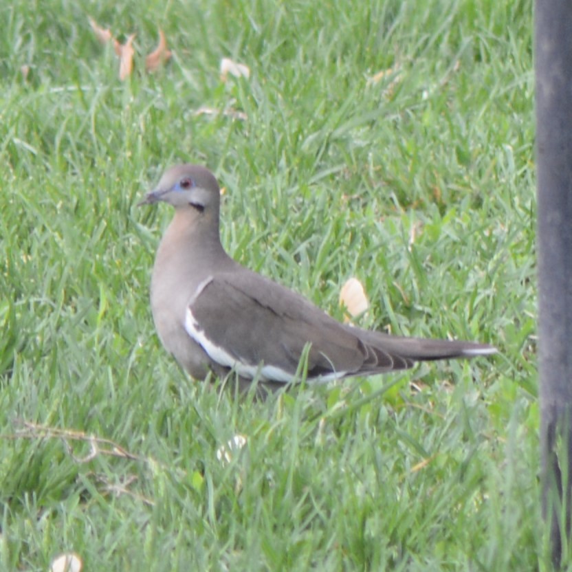 White-winged Dove - ML634654558