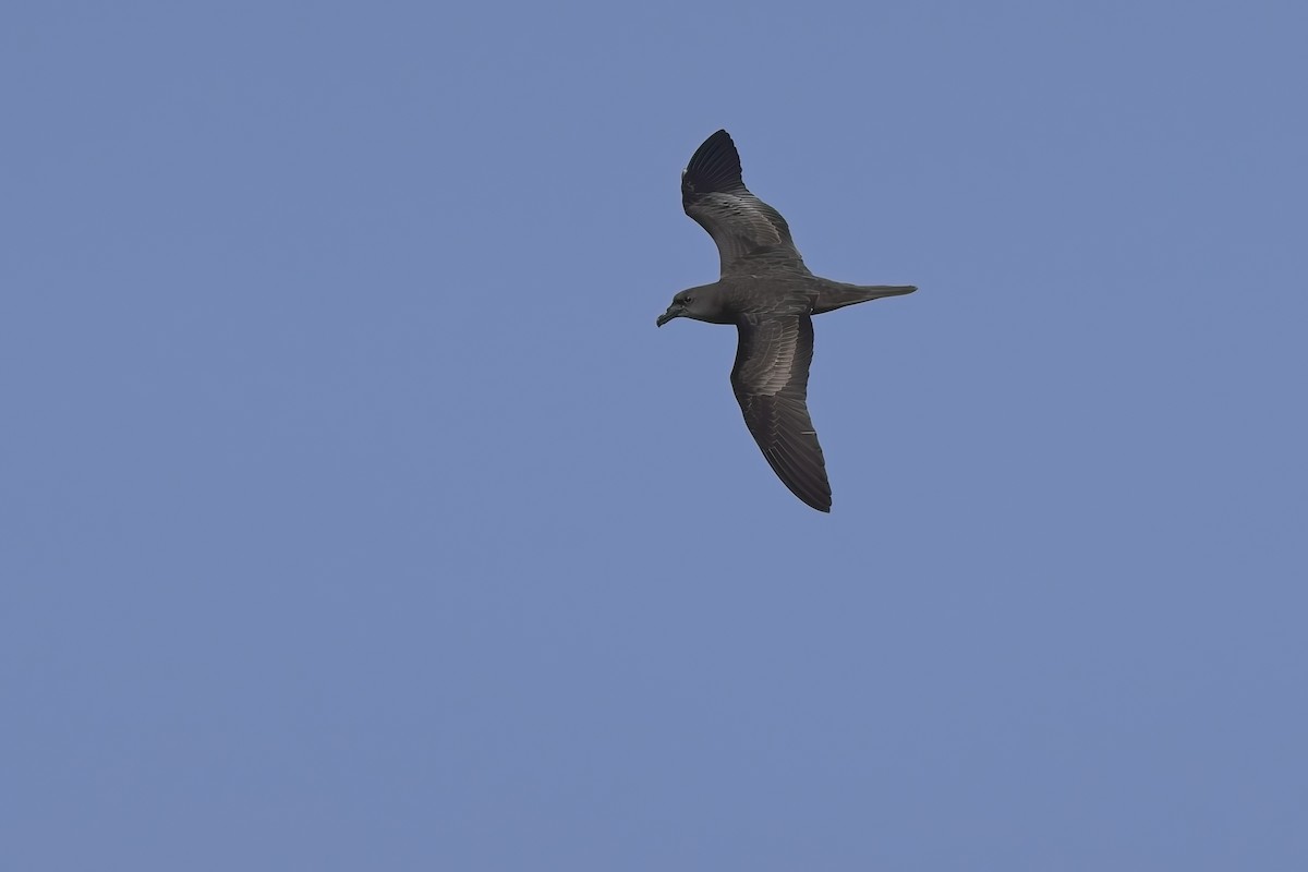 Jouanin's Petrel - ML634654580