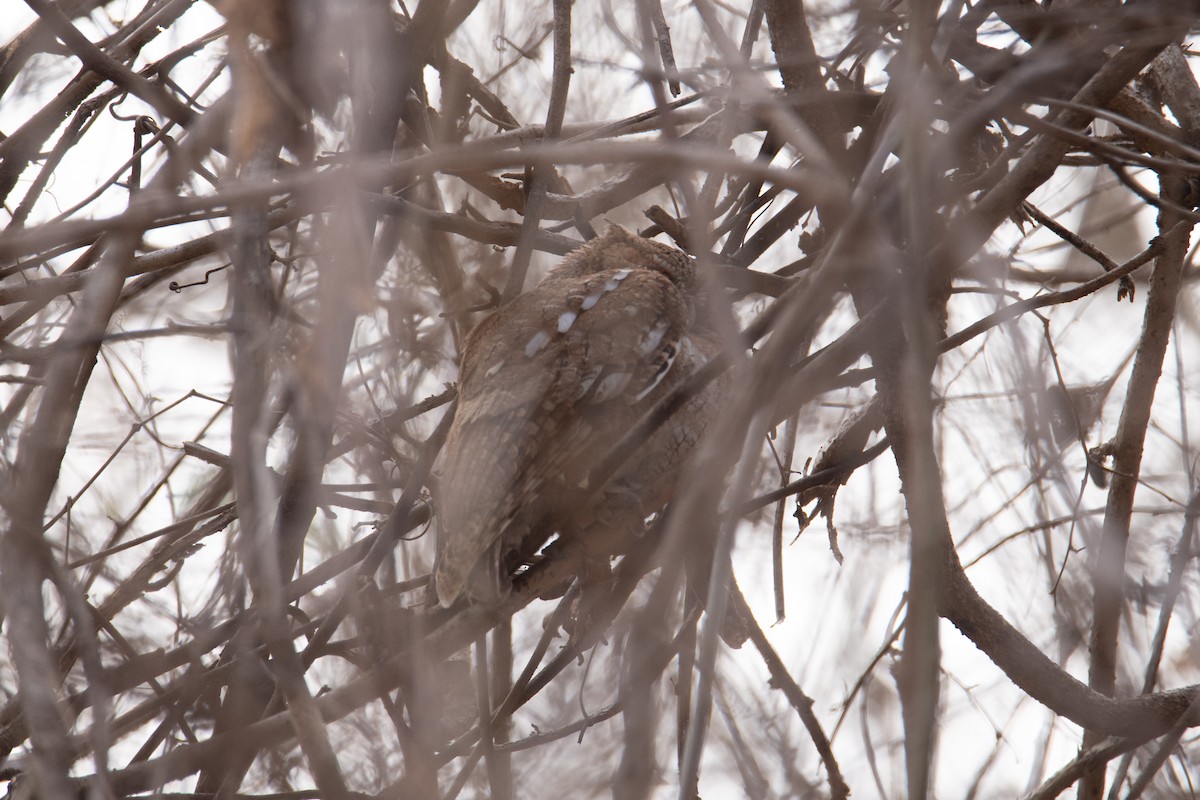Middle American Screech-Owl - ML634654593
