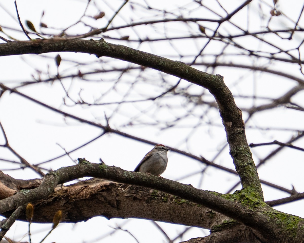 Chipping Sparrow - ML634654633