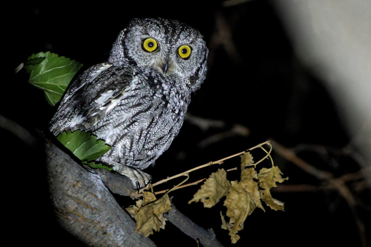 Western Screech-Owl - ML634654647