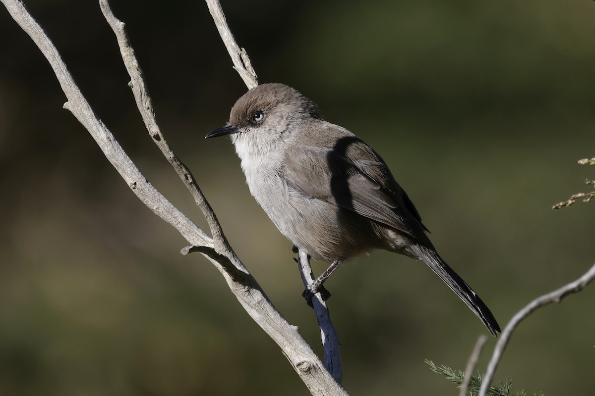 Yemen Warbler - ML634654687