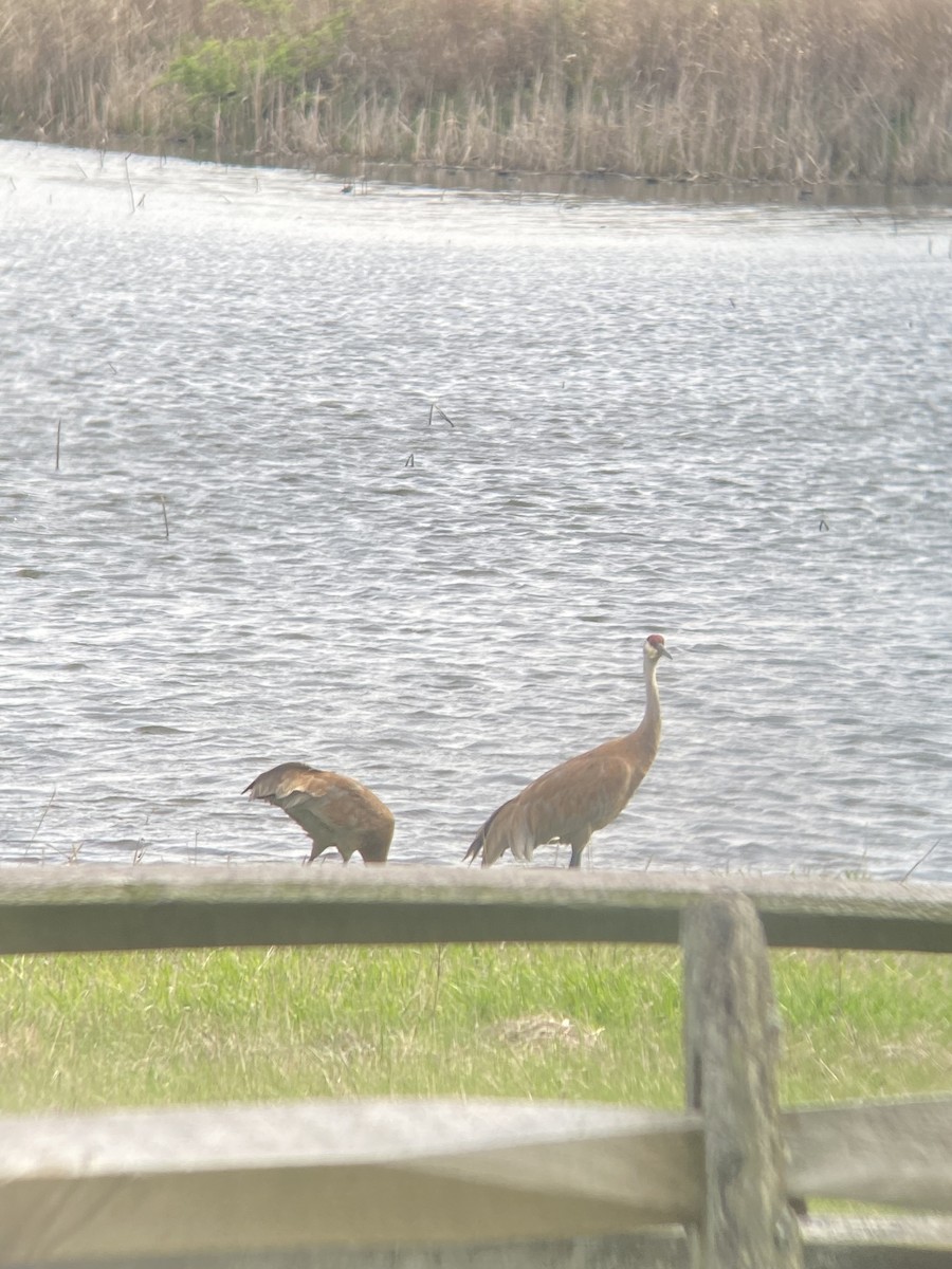 Орог тогоруу - ML634654710