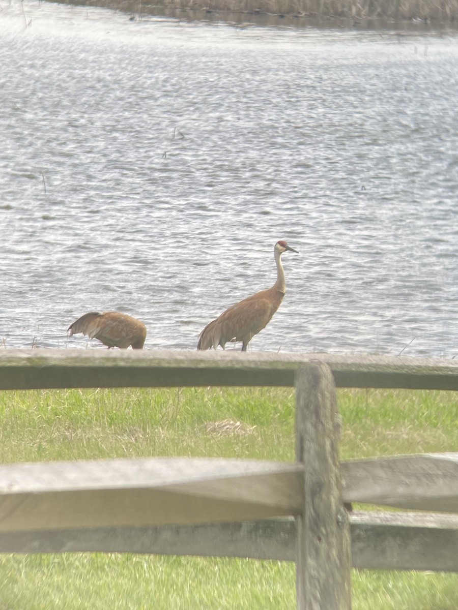 Орог тогоруу - ML634654711