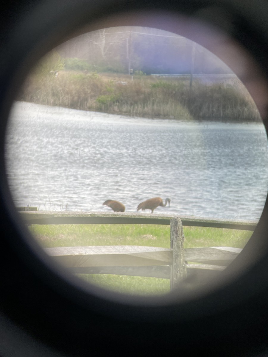 Орог тогоруу - ML634654712