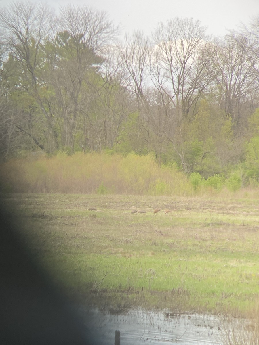 Орог тогоруу - ML634654733