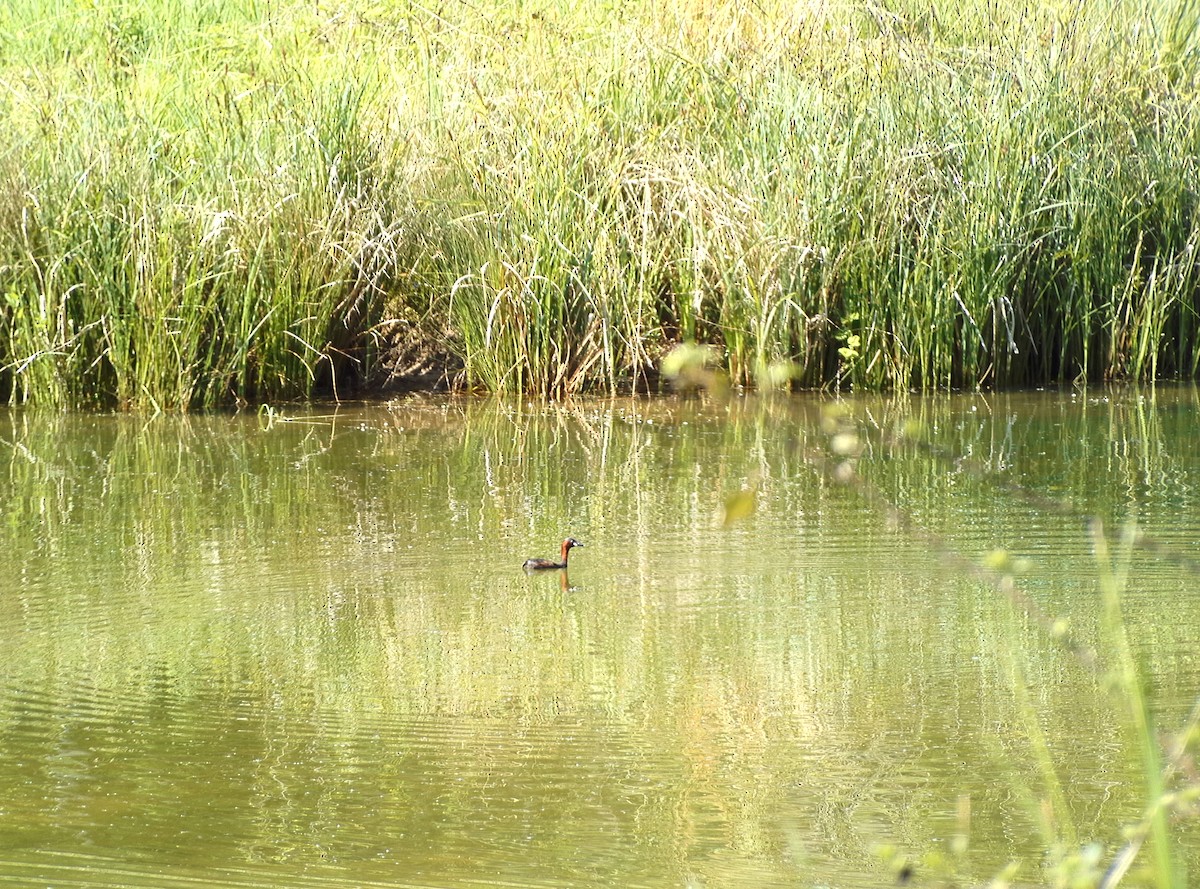 Хурган шунгуур - ML634654781