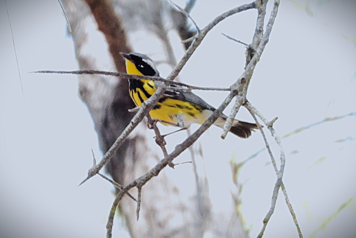 Magnolia Warbler - ML634654858