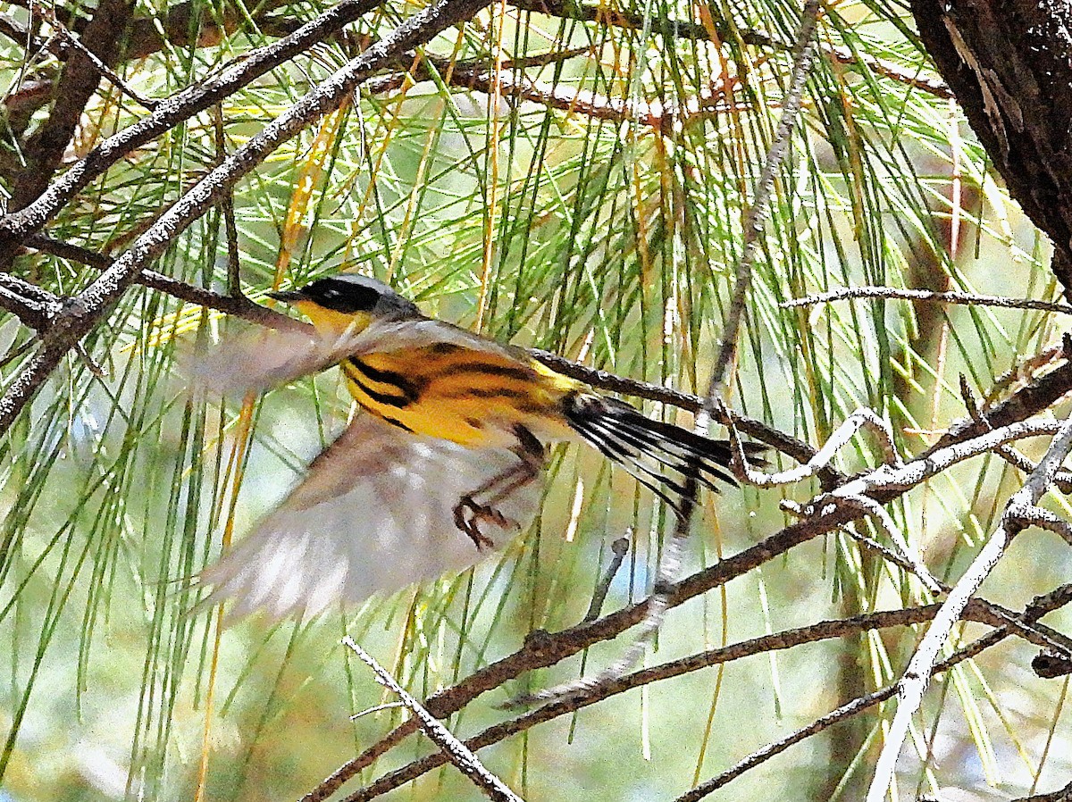 Magnolia Warbler - ML634654874