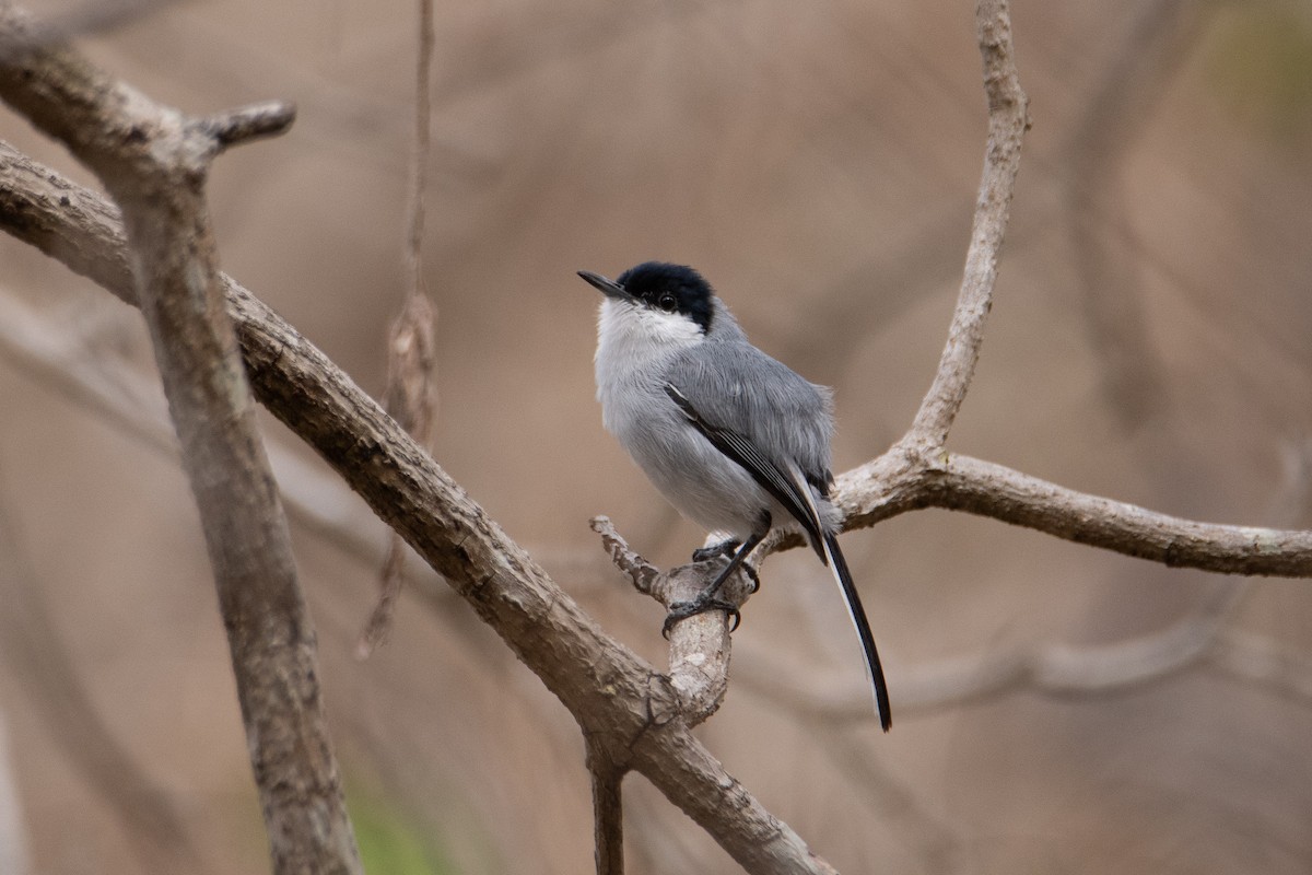 White-lored Gnatcatcher - ML634654883
