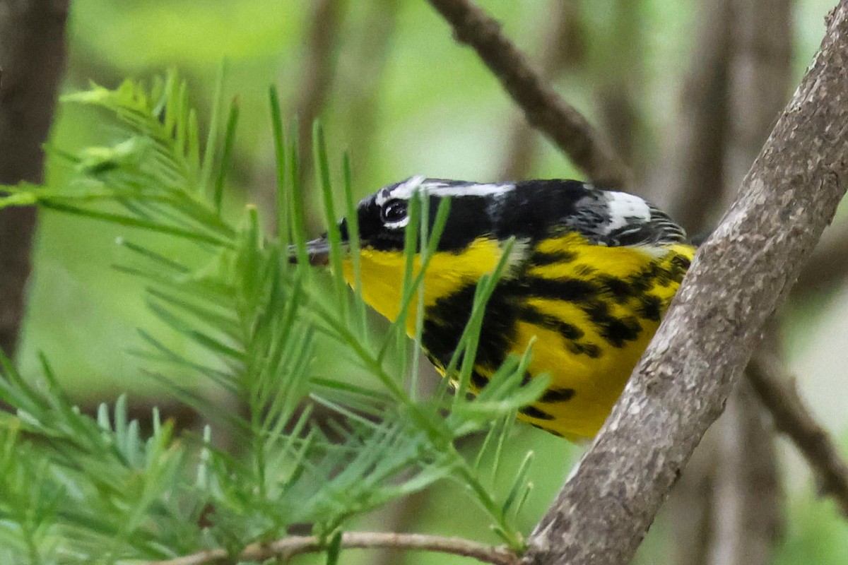 Magnolia Warbler - ML634654914
