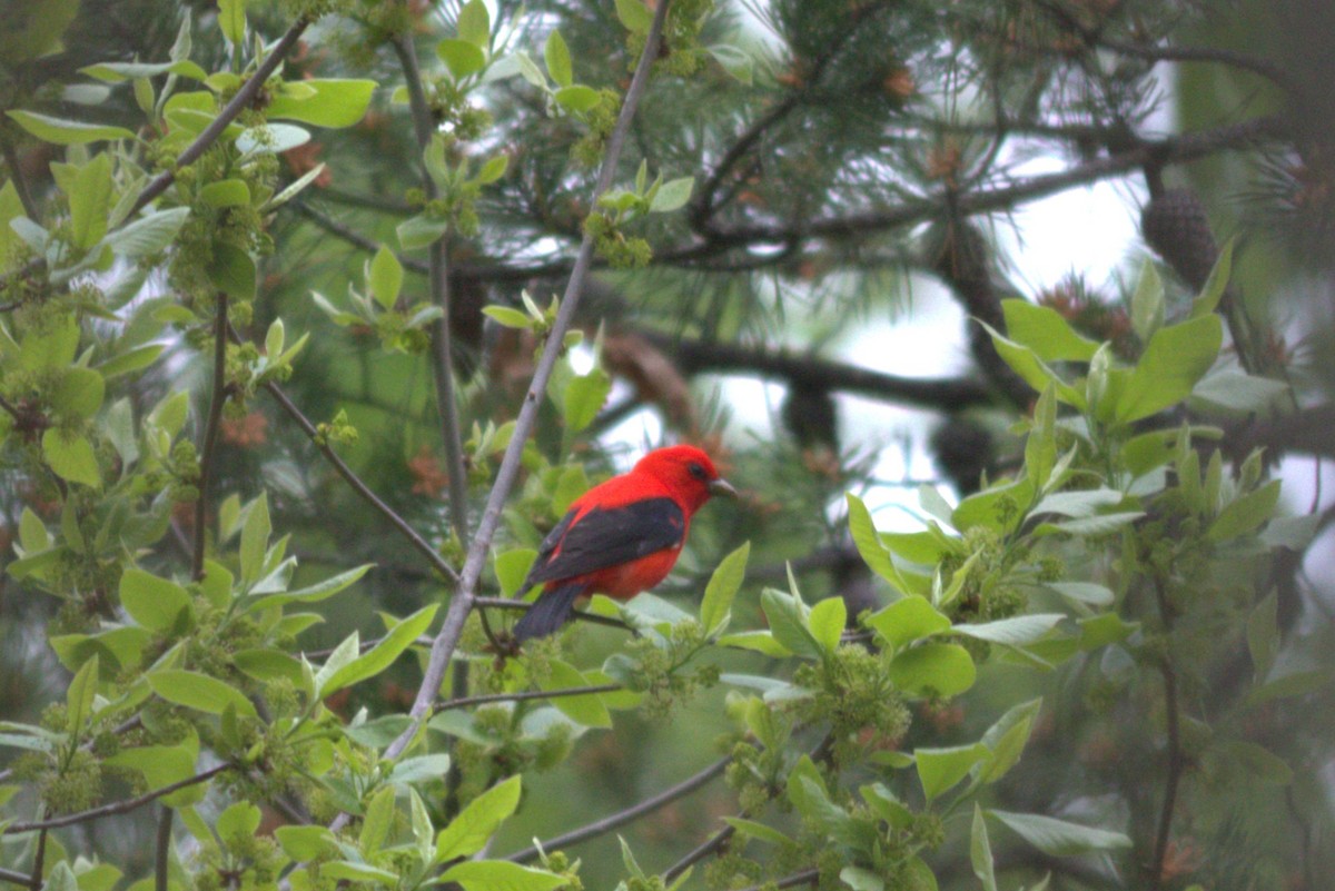 Scarlet Tanager - ML634654951