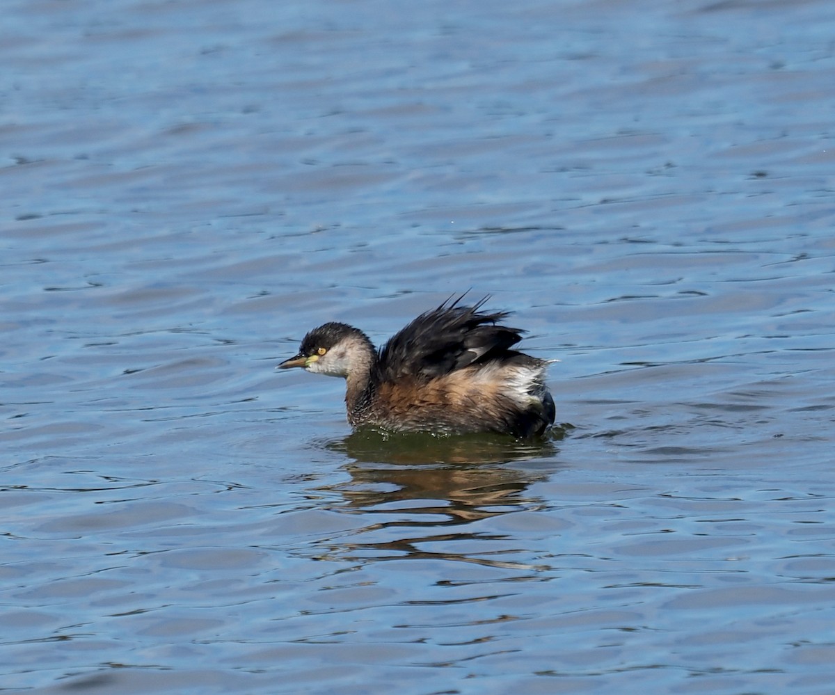 Australasian Grebe - ML634655005
