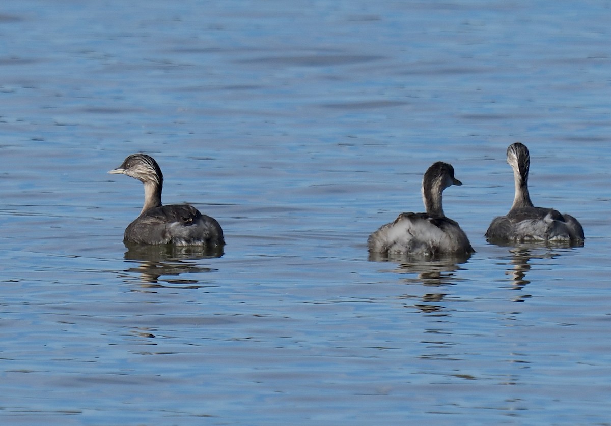 Hoary-headed Grebe - ML634655016
