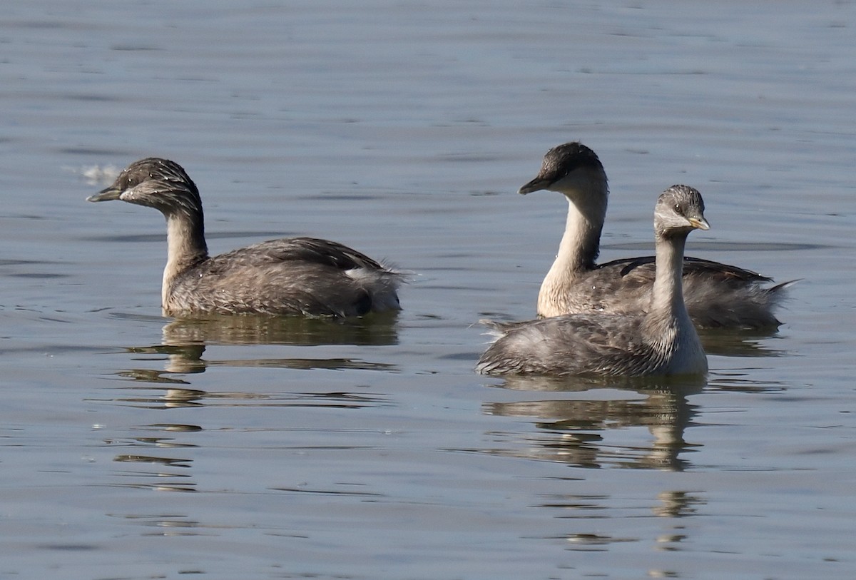Hoary-headed Grebe - ML634655017