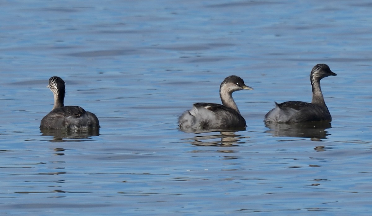 Hoary-headed Grebe - ML634655018
