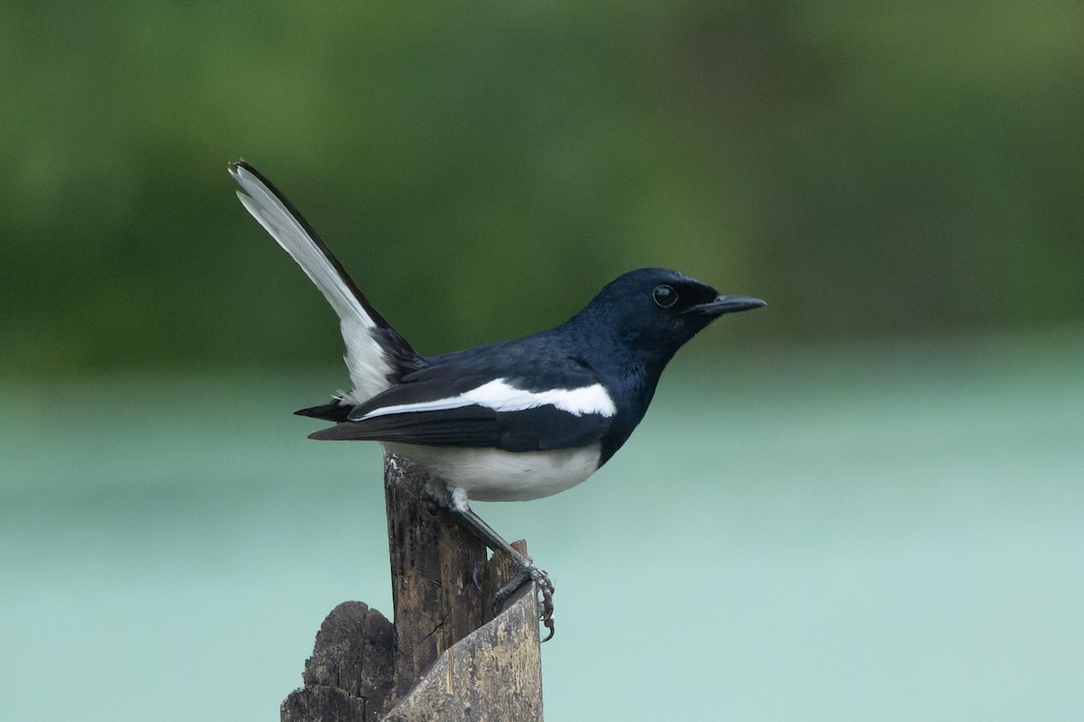 Oriental Magpie-Robin - ML634655021