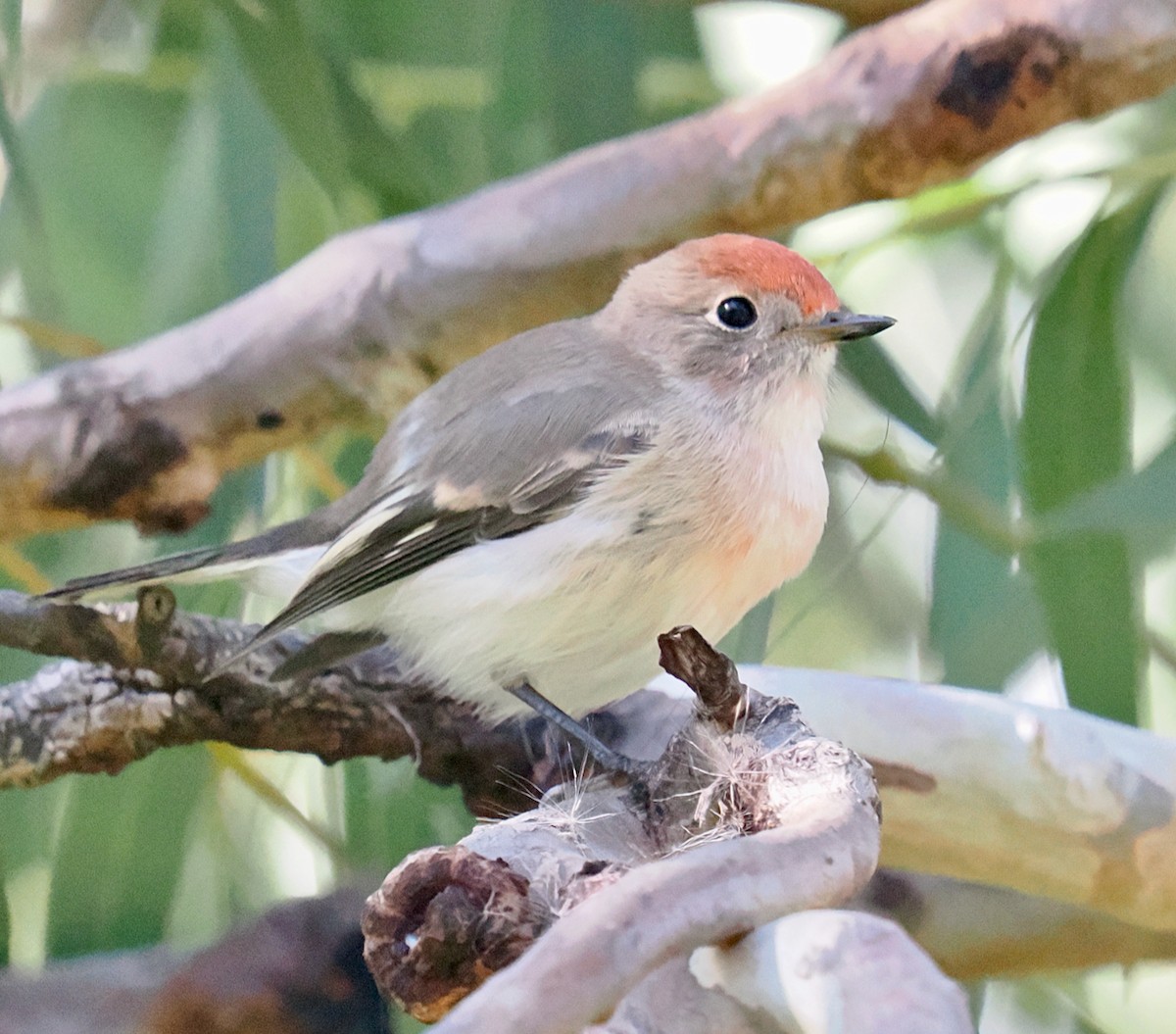 Red-capped Robin - ML634655030