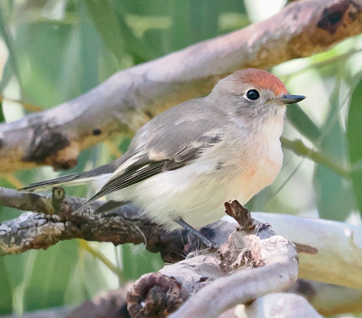 Red-capped Robin - ML634655031