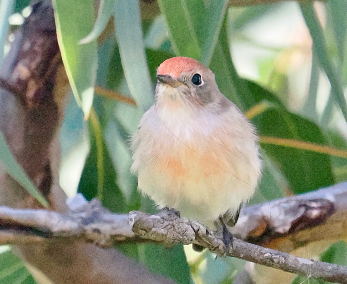 Red-capped Robin - ML634655033