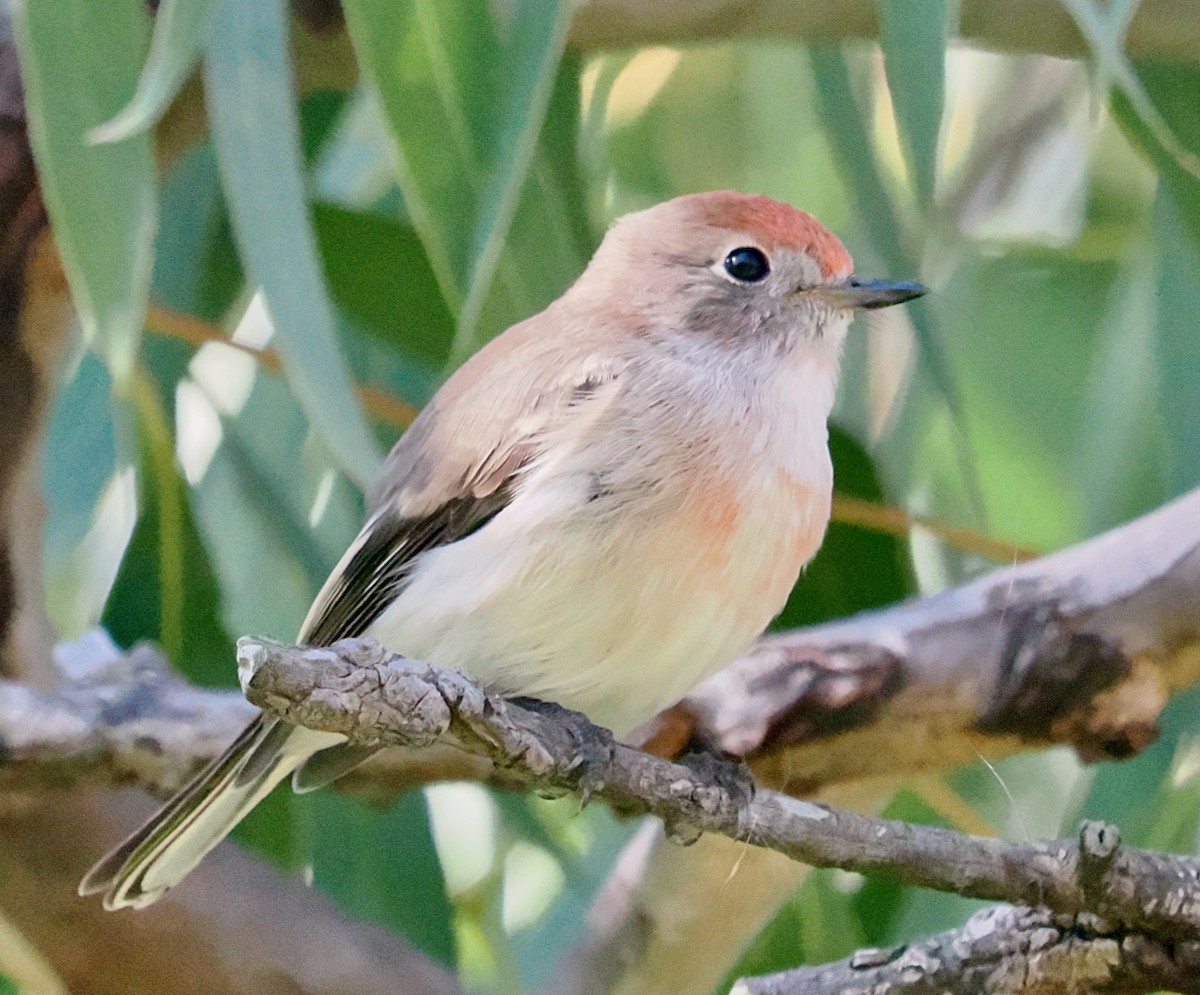 Red-capped Robin - ML634655034
