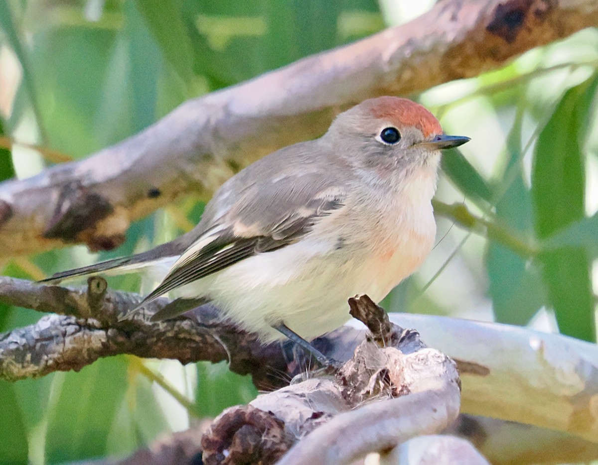 Red-capped Robin - ML634655035