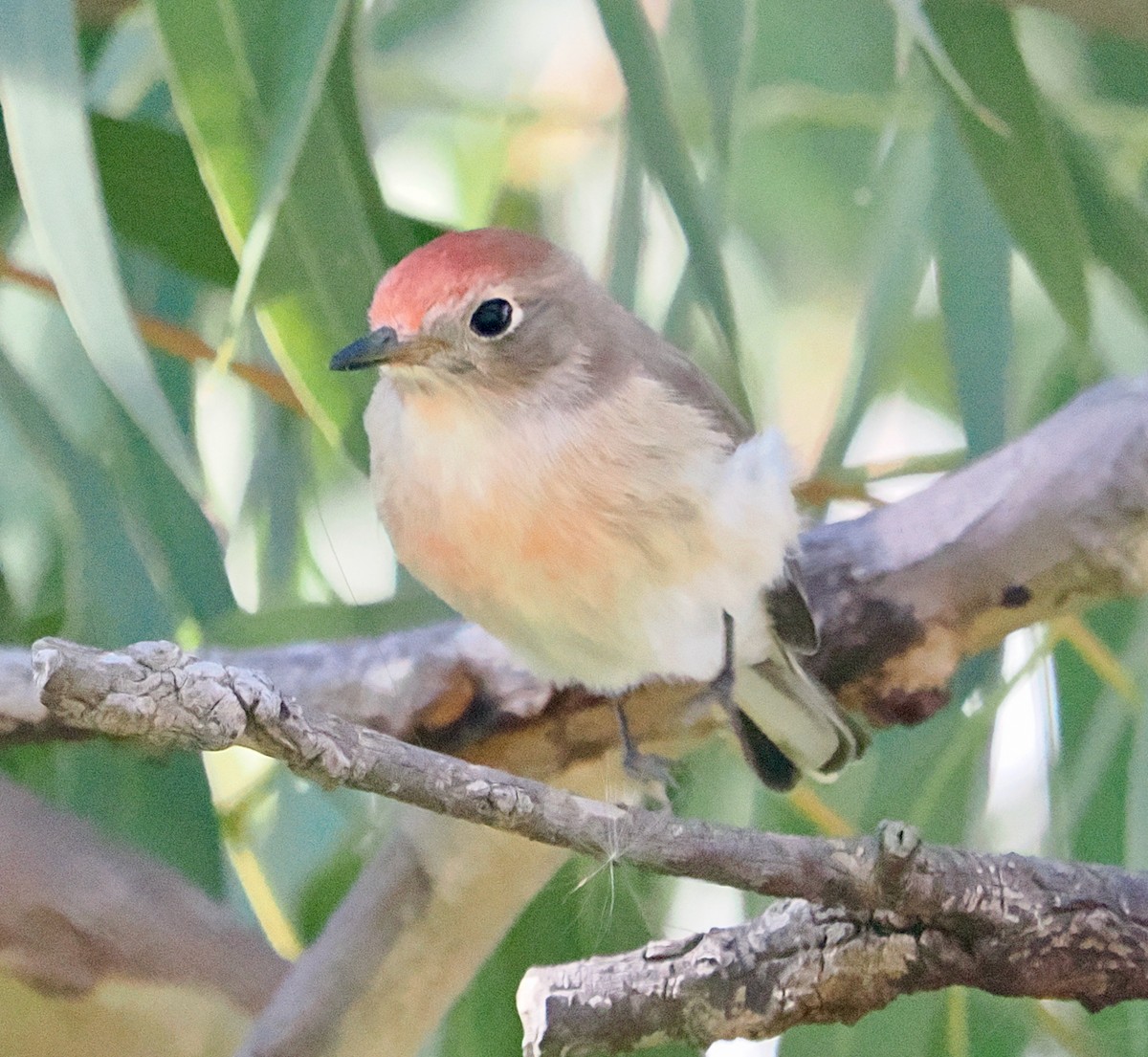 Red-capped Robin - ML634655036