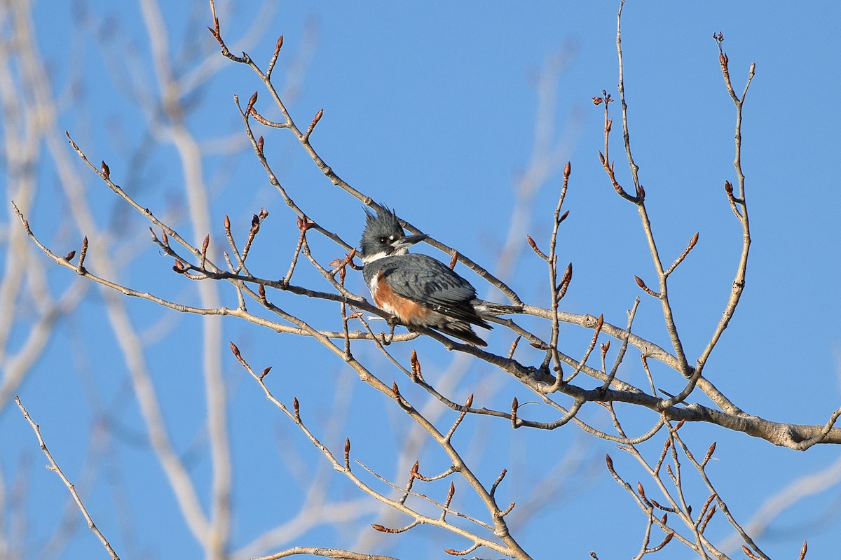 rybařík pruhoprsý - ML634655043