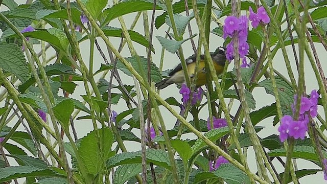 Bananaquit - ML634655055