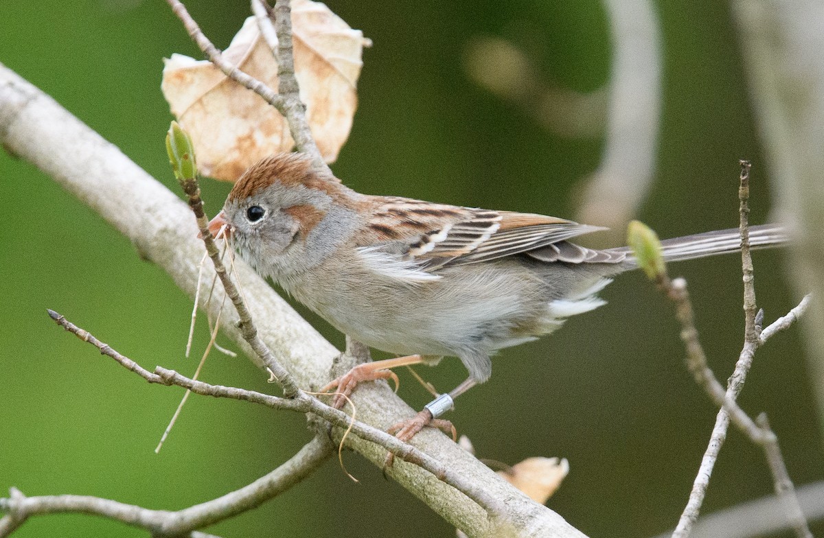 Field Sparrow - ML634655067