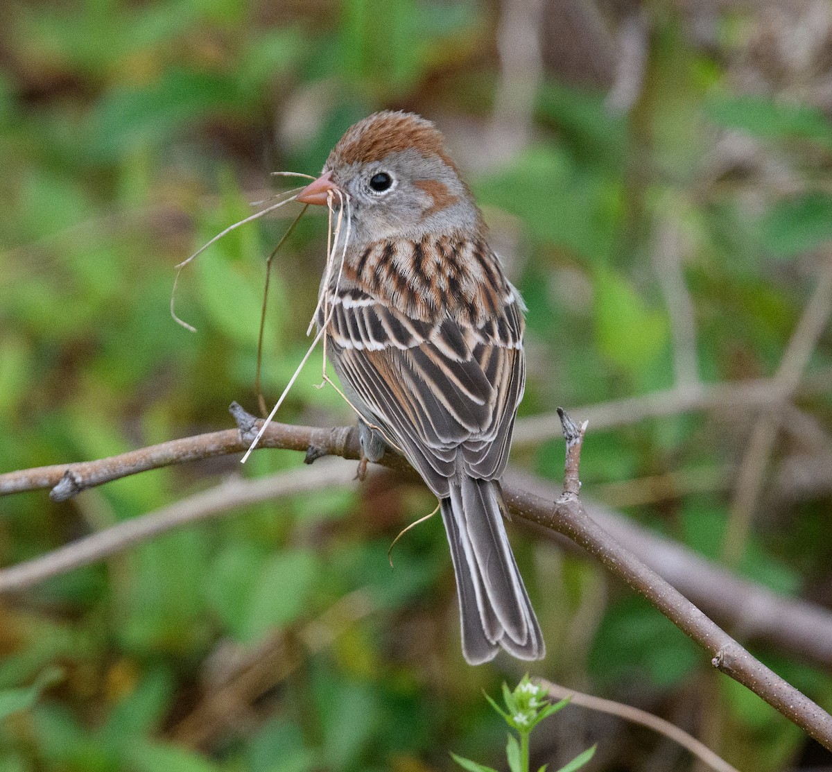 Field Sparrow - ML634655068