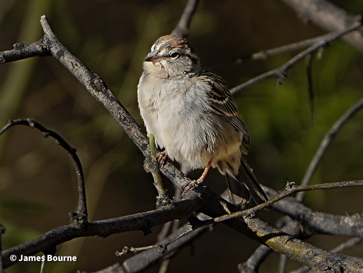 Chipping Sparrow - ML634655086