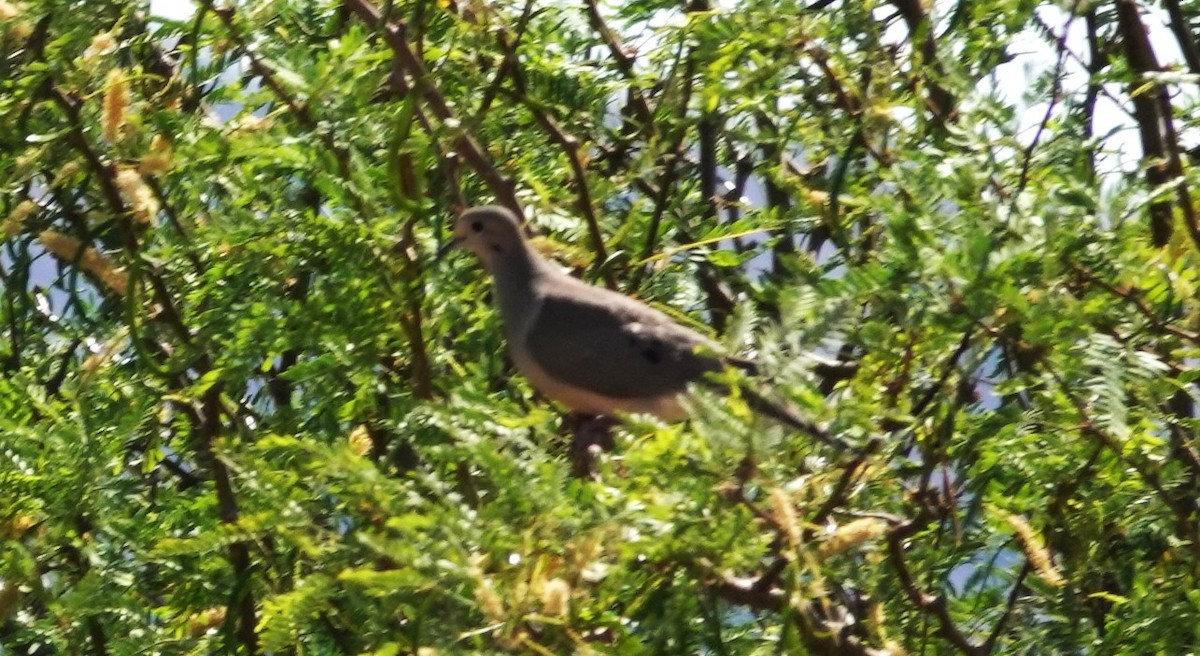 Mourning Dove - ML634655121